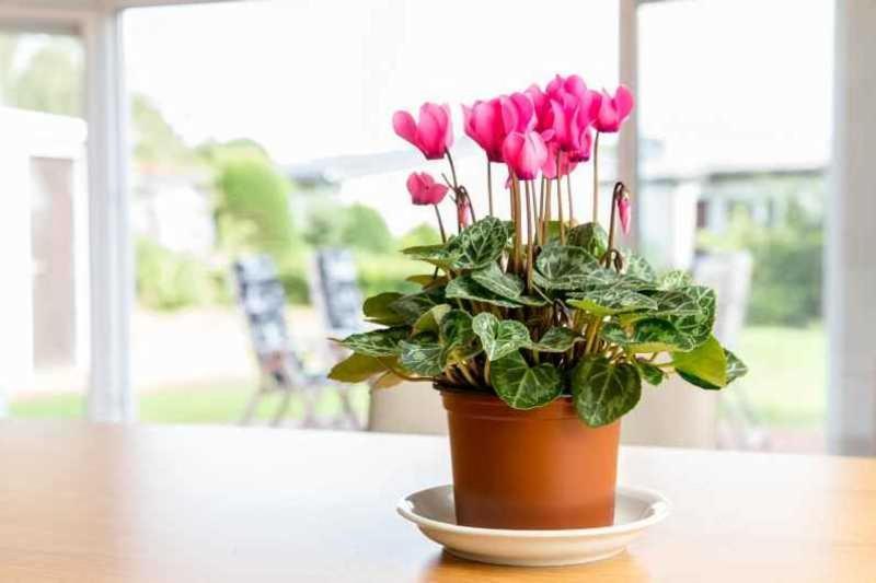 Ferienhaus Boje 9 ノイハルリンガージール エクステリア 写真